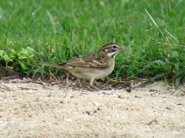 Lark Sparrow