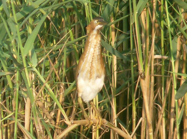 Least Bittern