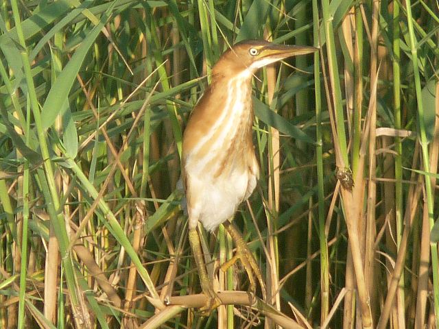 Least Bittern