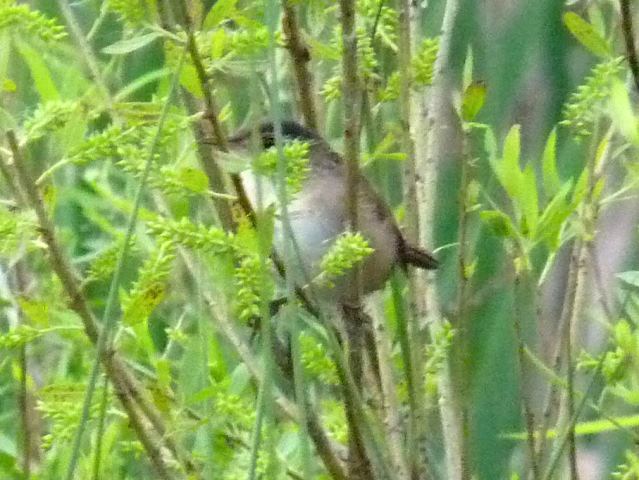 Marsh Wren