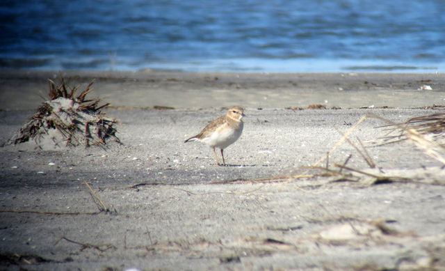 Mountain Plover
