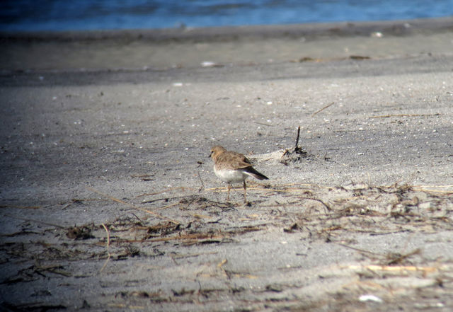 Mountain Plover