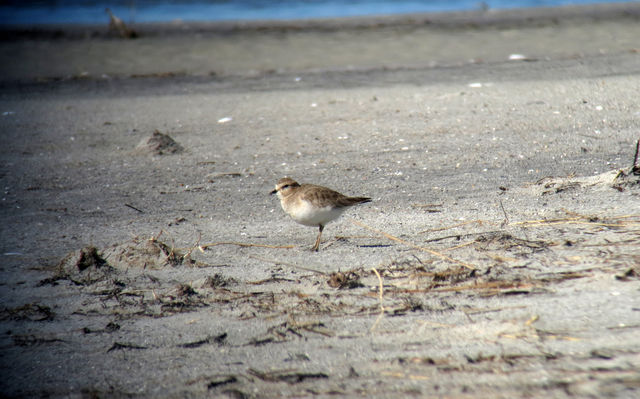 Mountain Plover
