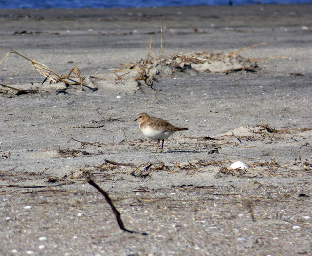 Mountain Plover