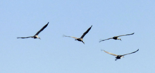 Sandhill Crane