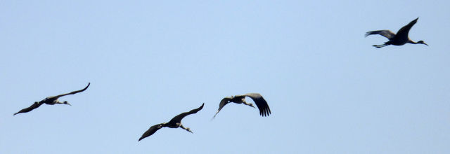 Sandhill Crane