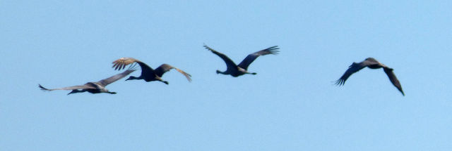 Sandhill Crane