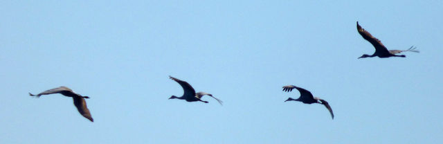 Sandhill Crane