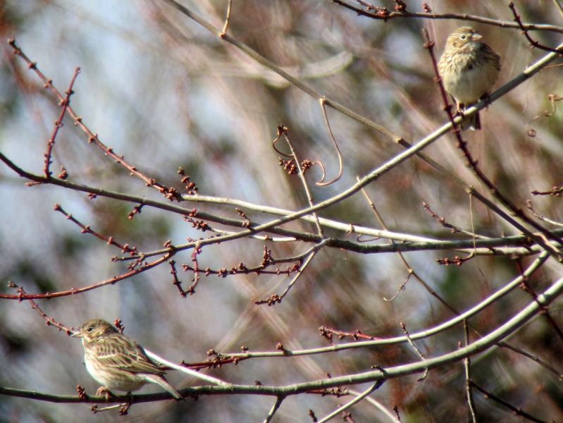 Vesper Sparrows