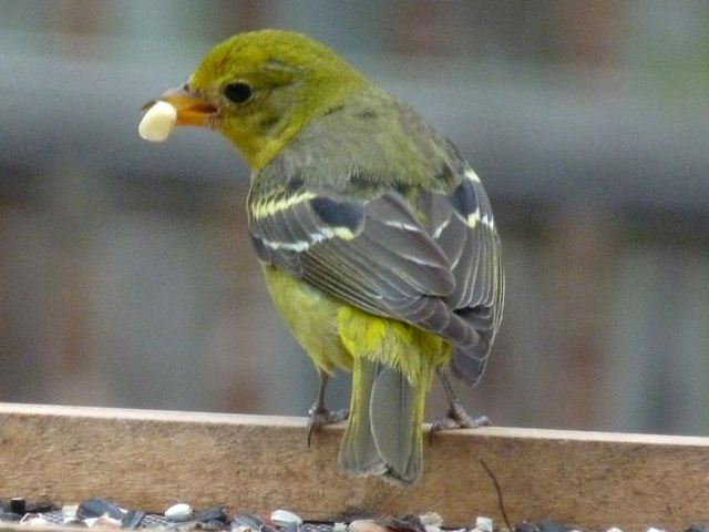 Western Tanager