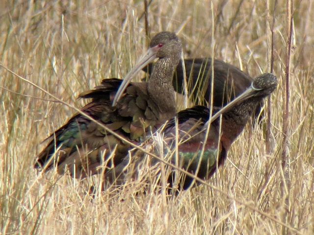 White-faced Ibis (with a Glossy Ibis)