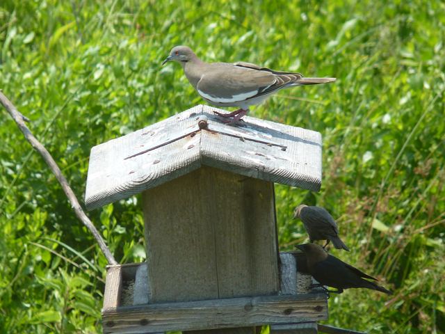 White-winged Dove