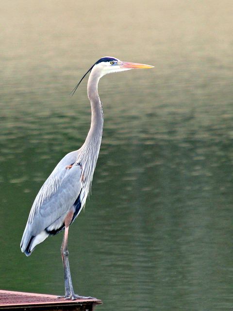 Great Blue Heron