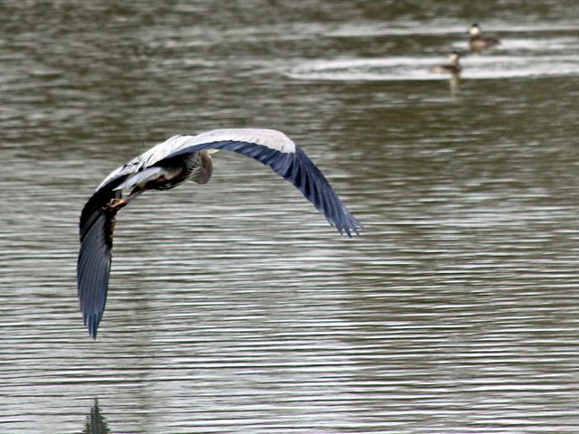 Great Blue Heron