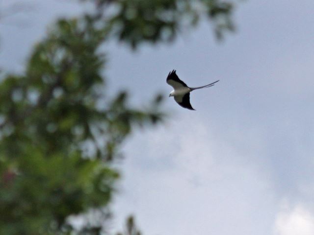 Swallow-tailed Kite