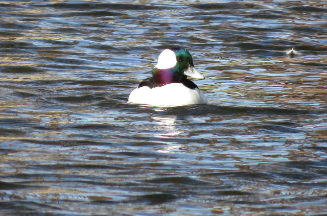 Bufflehead