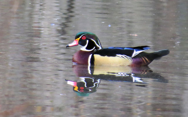 Wood Duck
