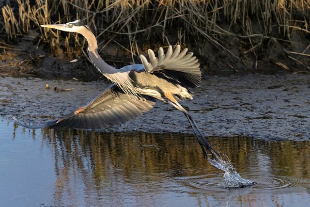 Great Blue Heron