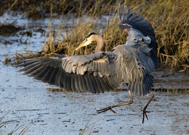 Great Blue Heron