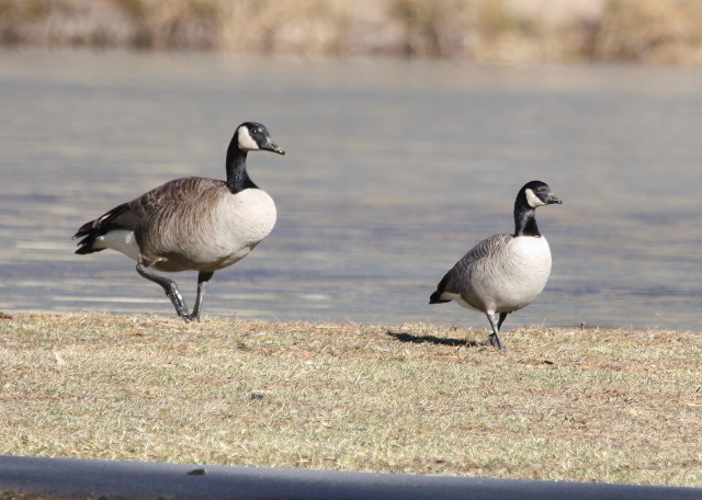 Cackling Goose