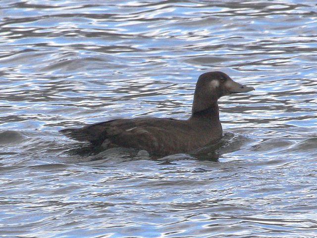 White-winged Scoter