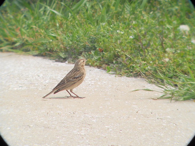Chestnut-collared Longspur