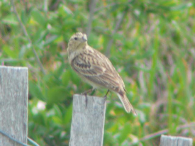 Chestnut-collared Longspur