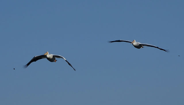American White Pelican