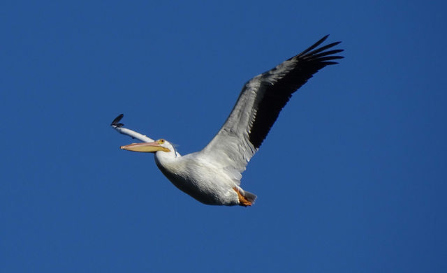 American White Pelican