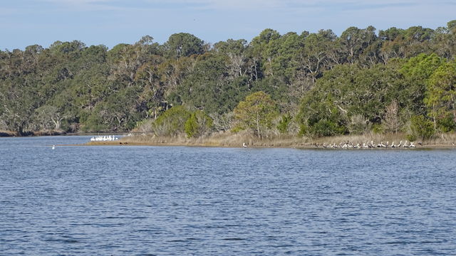 American White Pelican
