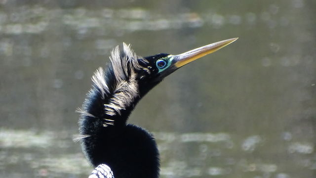 Anhinga