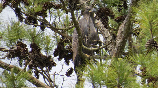 Bald Eagle