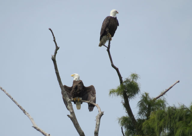 Bald Eagle