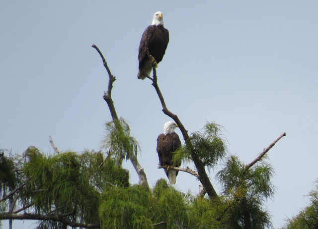 Bald Eagle