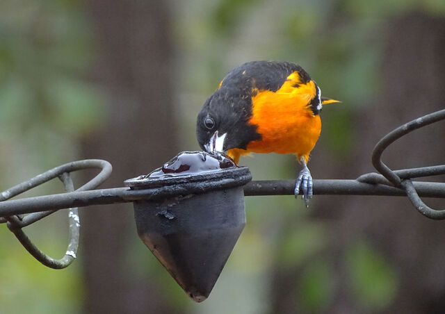Baltimore Oriole