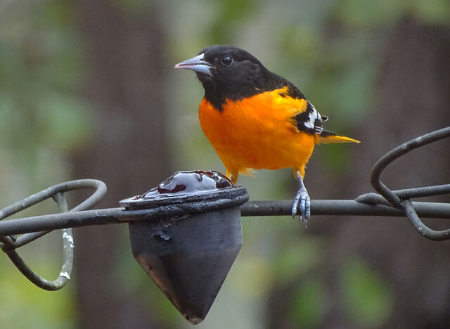 Baltimore Oriole