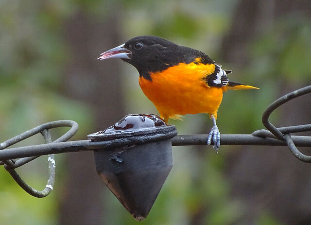 Baltimore Oriole