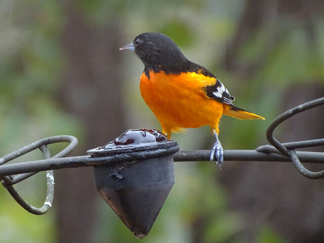 Baltimore Oriole