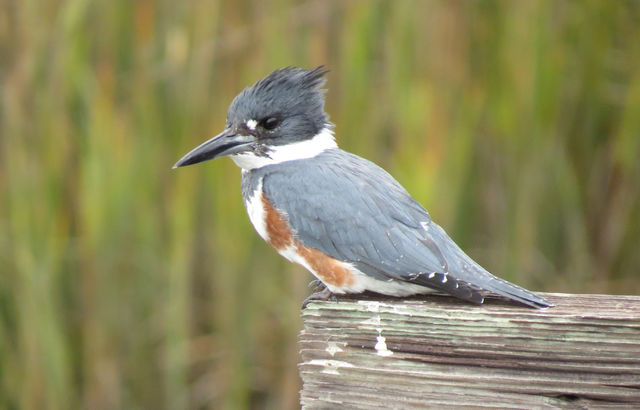 Belted Kingfisher