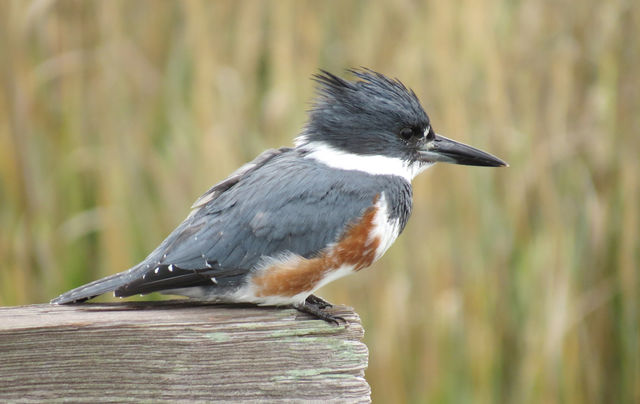 Belted Kingfisher