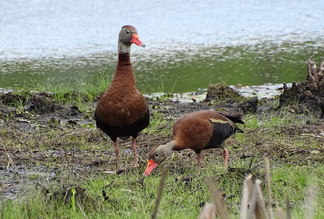 Black-bellied Whistling-Duck