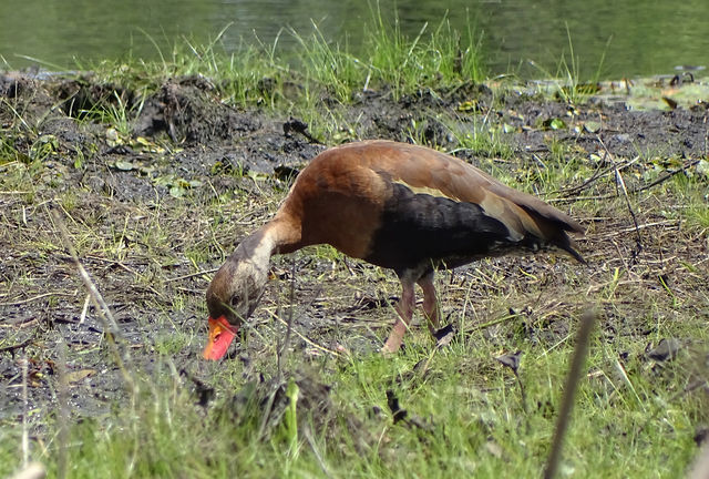 Black-bellied Whistling-Duck