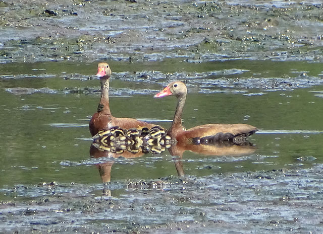 Black-bellied Whistling-Duck