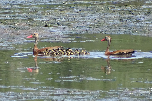Black-bellied Whistling-Duck