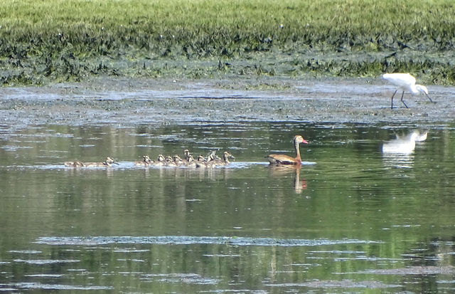 Black-bellied Whistling-Duck