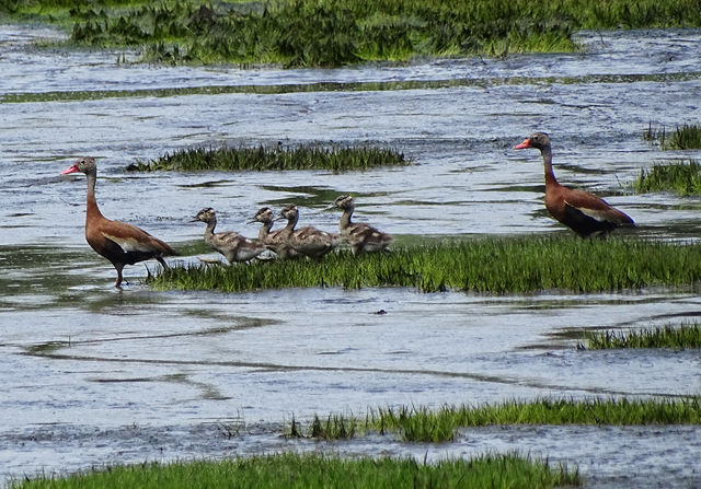 Black-bellied Whistling-Duck