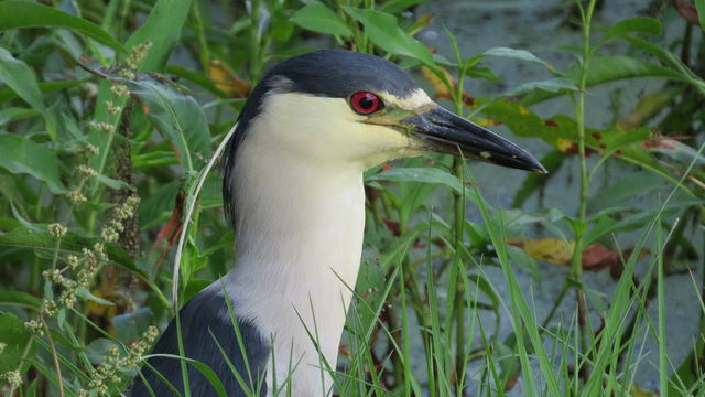 Black-crowned Night-Heron