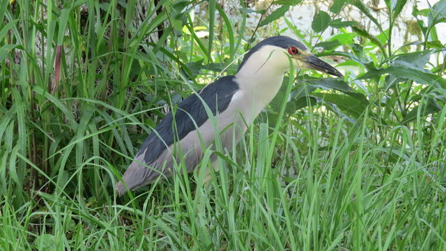 Black-crowned Night-Heron