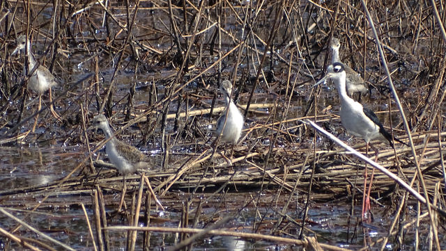 Black-necked Stilt