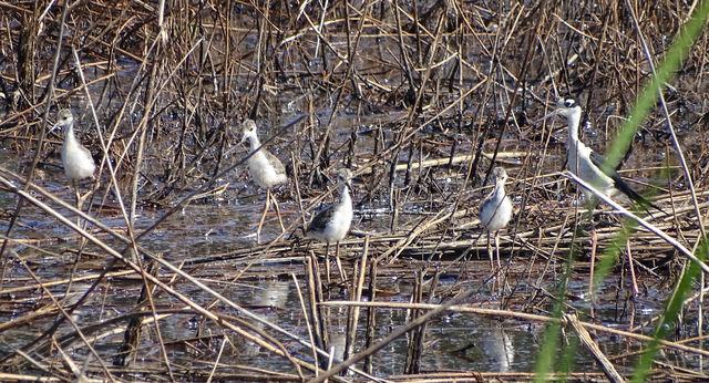 Black-necked Stilt